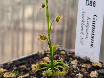 Drosera gunniana (Kaipara, Auckland, NZ) - Tuberous Sundew