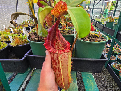 Nepenthes maxima x veitchii (Female) - Intermediate Tropical Pitcher Plant