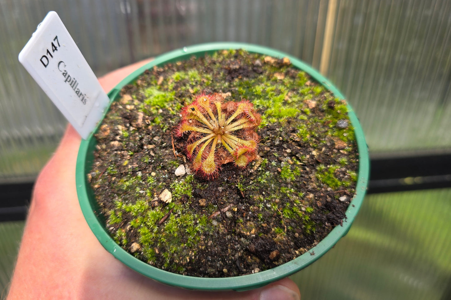 Drosera capillaris - The Pink Sundew