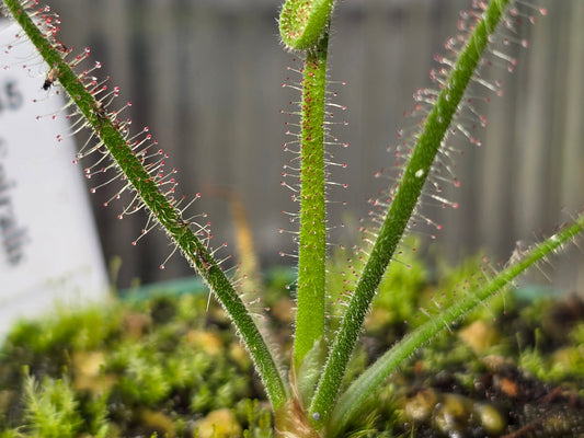 Drosera spiralis - Tropical Sundew
