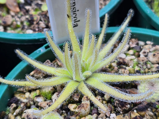 Pinguicula gypsicola - Mexican Butterwort