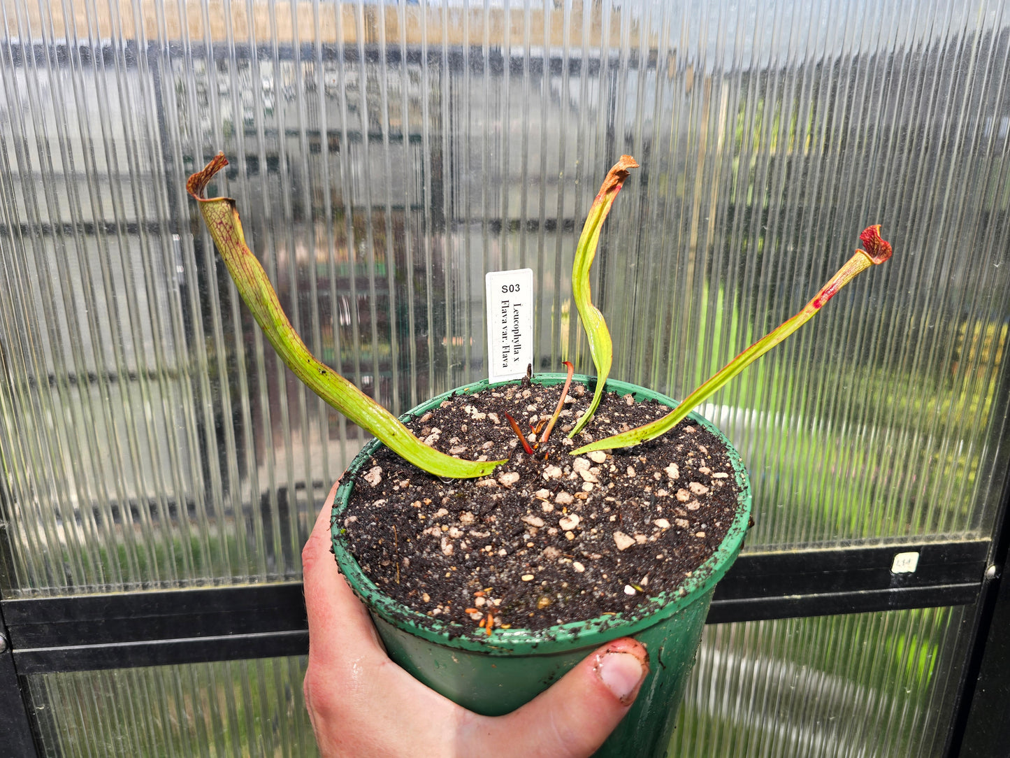Sarracenia leucophylla x flava var. flava - American Pitcher Plant