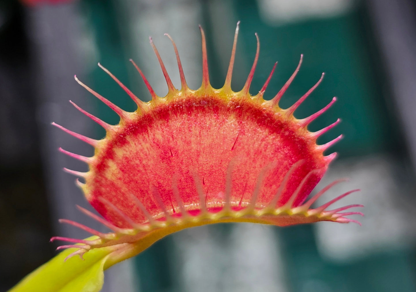 Dionaea muscipula 'Cropped Teeth' F1 - Venus Fly Trap