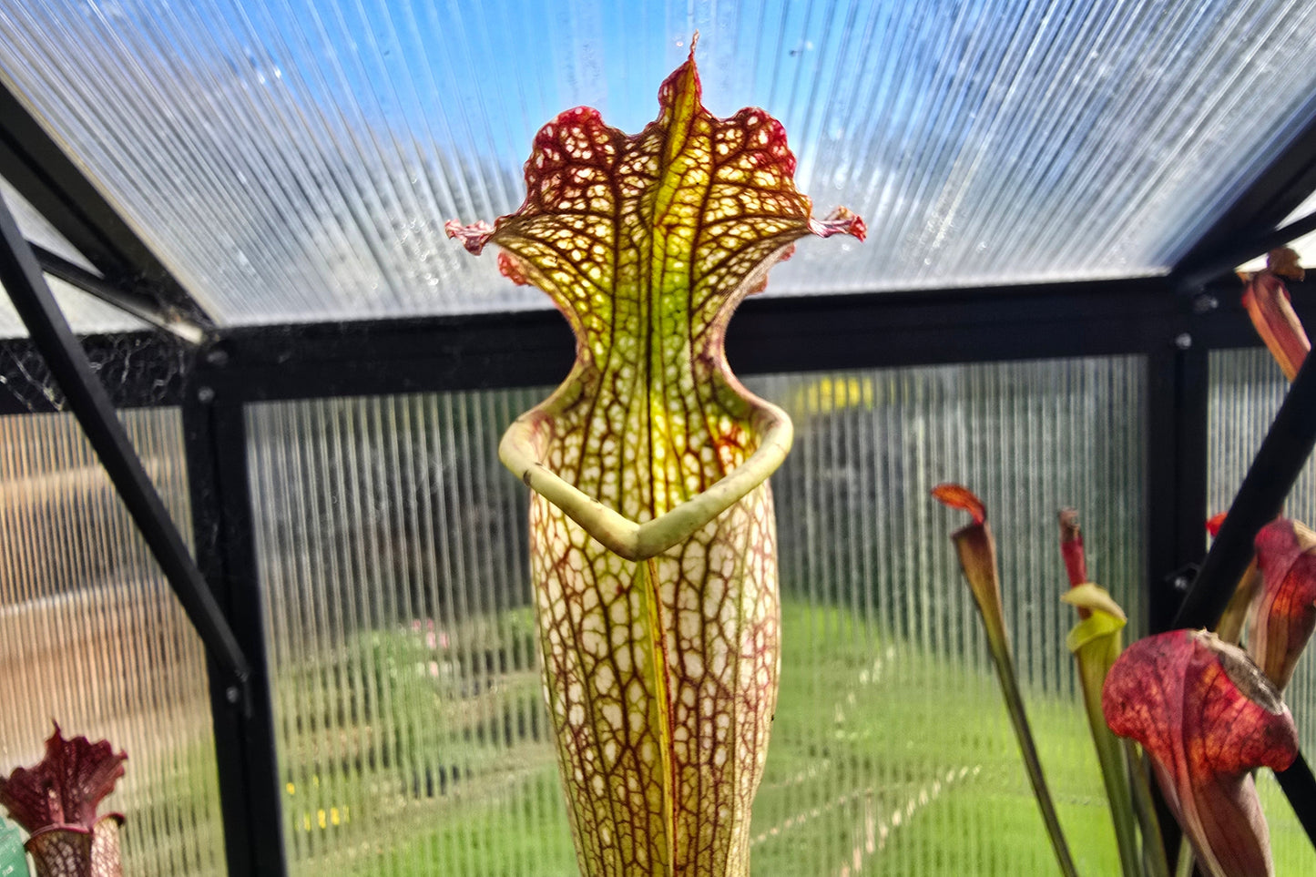 Sarracenia leucophylla x flava var. flava - American Pitcher Plant