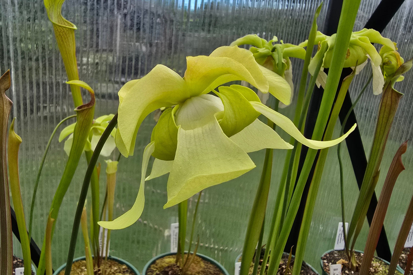 Sarracenia alata var. alata 'Giant Green Pubescent Form' (Loc Whites Crossing, Stone County, Mississippi, USA) - American Pitcher Plant