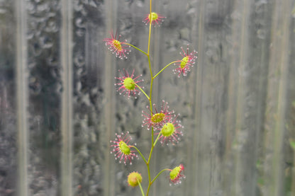 Drosera menziesii - Tuberous Sundew