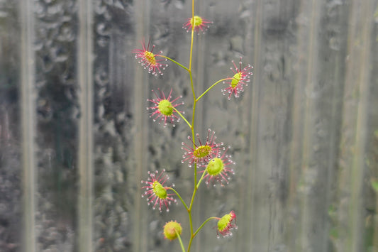 Drosera menziesii - Tuberous Sundew
