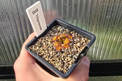 Drosera yilgarnensis - Tuberous Sundew