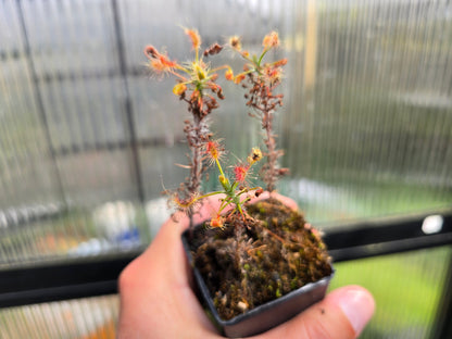 Drosera scorpioides - Pygmy - The Shaggy Sundew