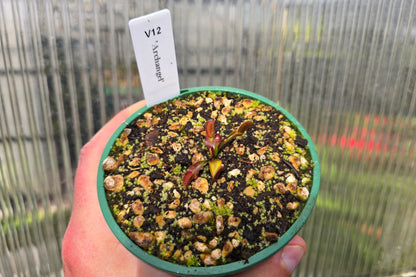 Dionaea muscipula 'Archangel' - Venus Fly Trap