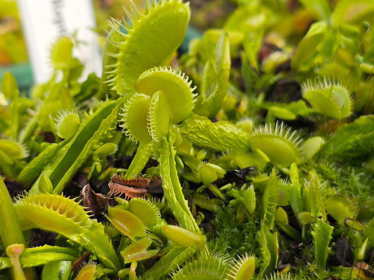 Dionaea muscipula 'Reptile' - Venus Fly Trap