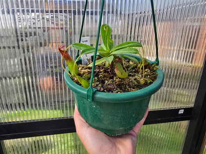 Nepenthes 'St Pacificus' - Intermediate Tropical Pitcher Plant