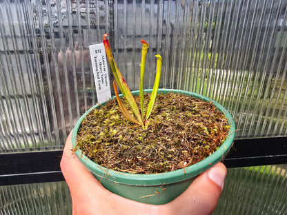 Sarracenia alata var. ornata 'Heavy Veins Turning Red Form' - American Pitcher Plant