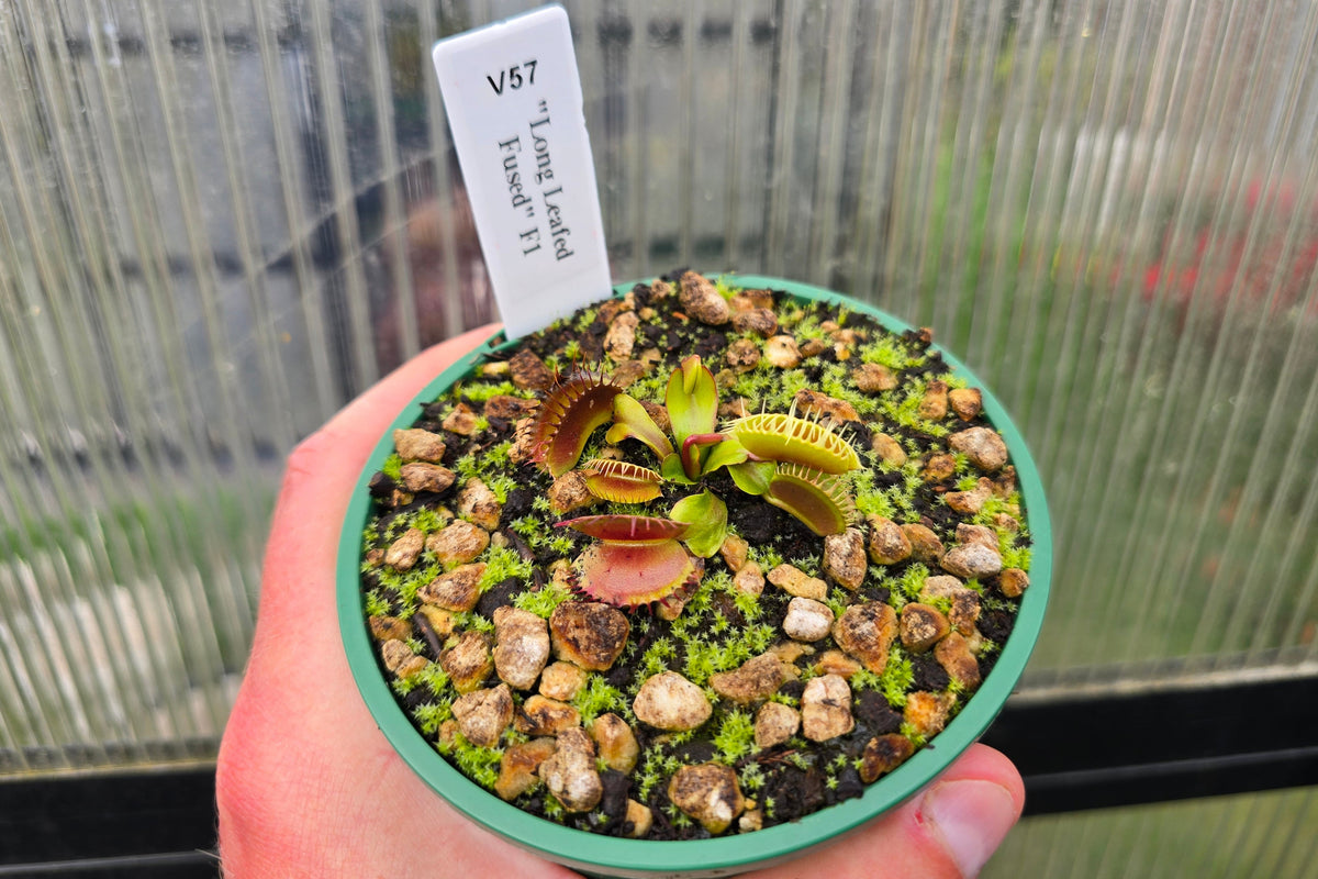 Dionaea muscipula "Long Leafed Fused" F1 - Venus Fly Trap