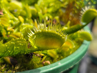 Dionaea muscipula 'Reptile' - Venus Fly Trap