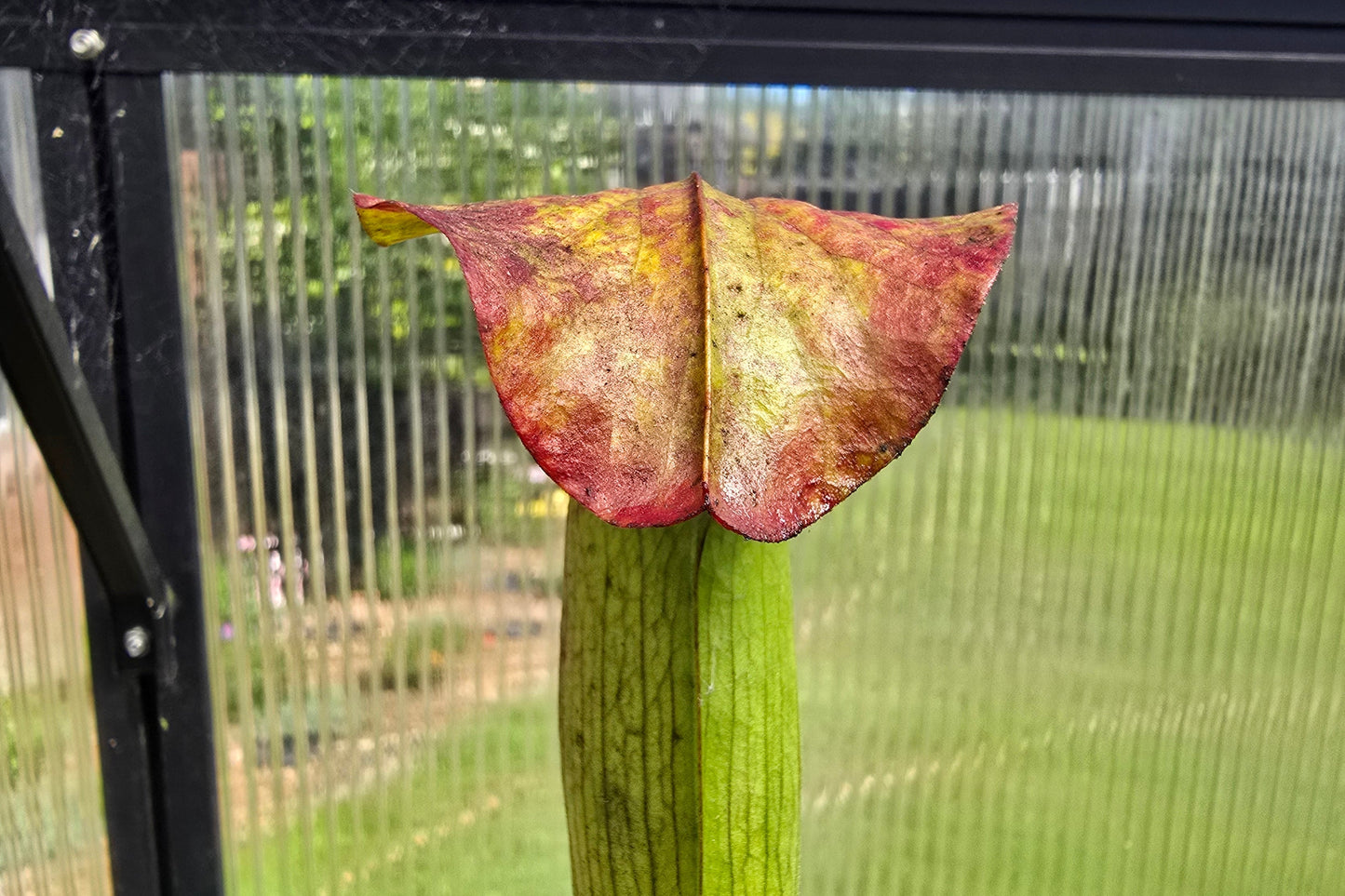 Sarracenia alata var. atrorubra - 'Red Tube Form' (Deer Park, Alabama, USA) - American Pitcher Plant