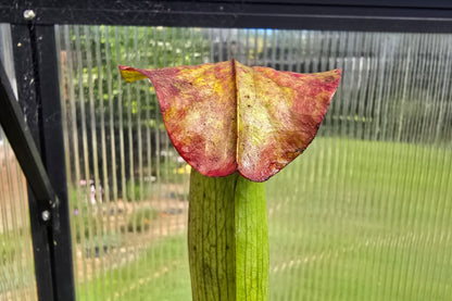 Sarracenia alata var. atrorubra - 'Red Tube Form' (Deer Park, Alabama, USA) - American Pitcher Plant
