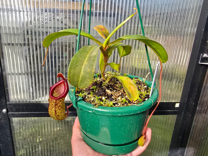 Nepenthes 'Mimi's Kiss' - Highland Tropical Pitcher Plant