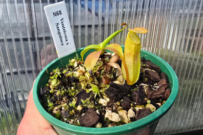 Nepenthes ventricosa x sanguinea - Highland Tropical Pitcher Plant
