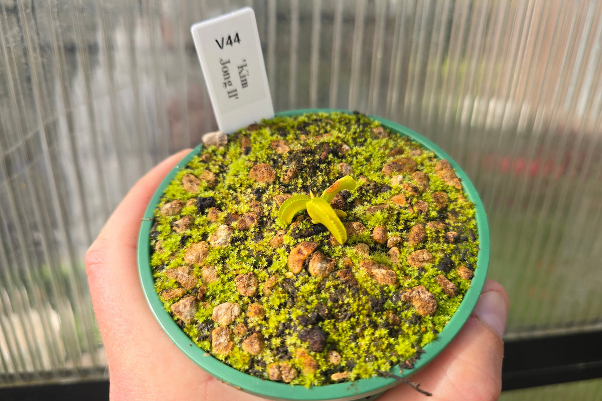 Dionaea muscipula 'Kim Jong Il' - Venus Fly Trap