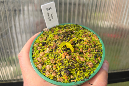 Dionaea muscipula 'Kim Jong Il' - Venus Fly Trap