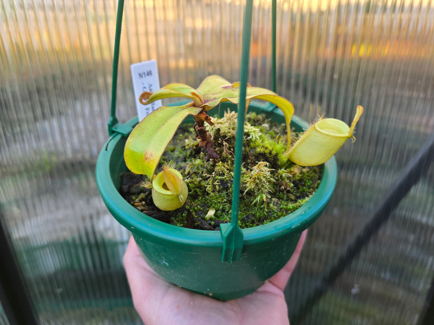 Nepenthes ampullaria 'Green Form' - Lowland Tropical Pitcher Plant