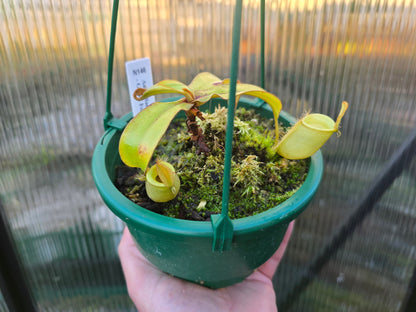 Nepenthes ampullaria 'Green Form' - Lowland Tropical Pitcher Plant