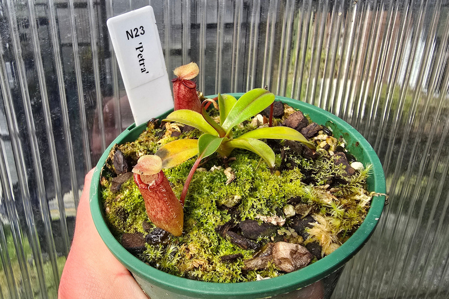 Nepenthes 'Petra' - Highland Tropical Pitcher Plant
