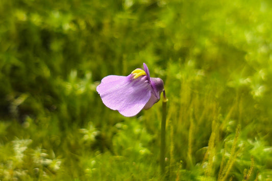 Utricularia dichotoma (Esperance, Western Australia) - Terrestrial Fairy Aprons Bladderwort
