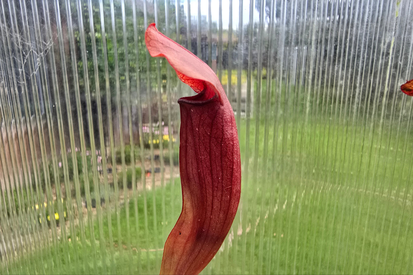 Sarracenia 'Chelsonii' - Maroon Form - American Pitcher Plant