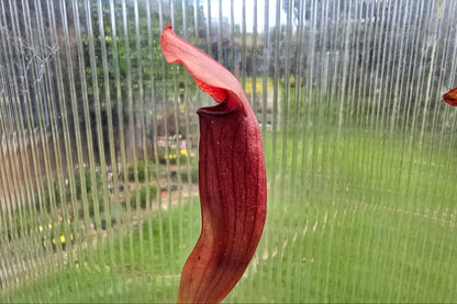 Sarracenia 'Chelsonii' - Maroon Form - American Pitcher Plant