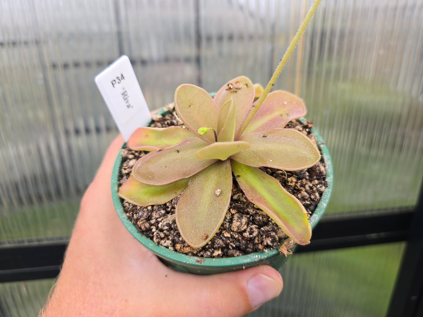 Pinguicula 'Riva' - Mexican Butterwort
