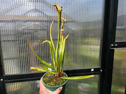 Sarracenia 'Moorei' - cv. 'Ngaire Gray' - Moore's American Pitcher Plant