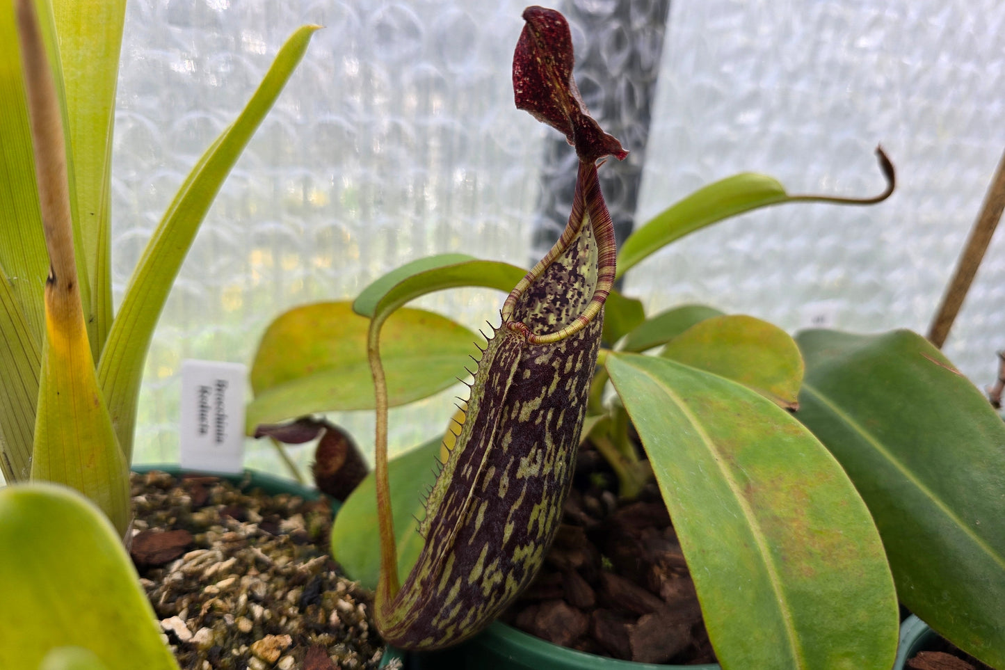 Nepenthes zakriana (Mount Kinabalu, Borneo) - Intermediate Tropical Pitcher Plant