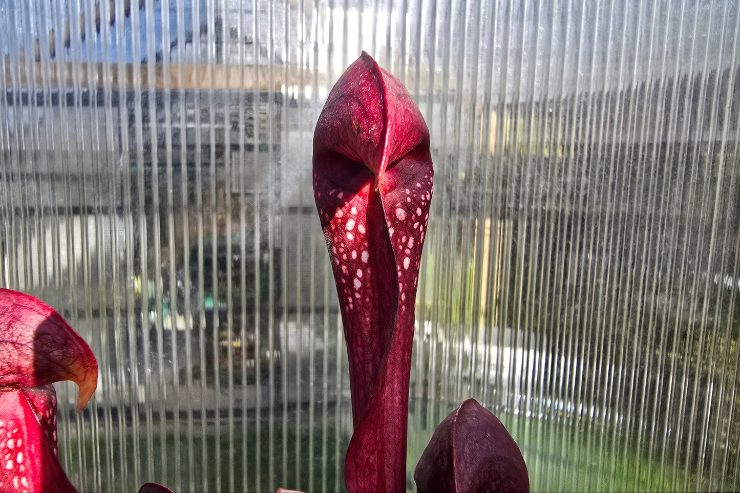 SEED - Sarracenia 'Formosa' - American Pitcher Plant - 10+ Per Packet