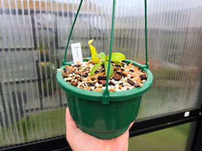 Nepenthes tobaica - Intermediate Tropical Pitcher Plant