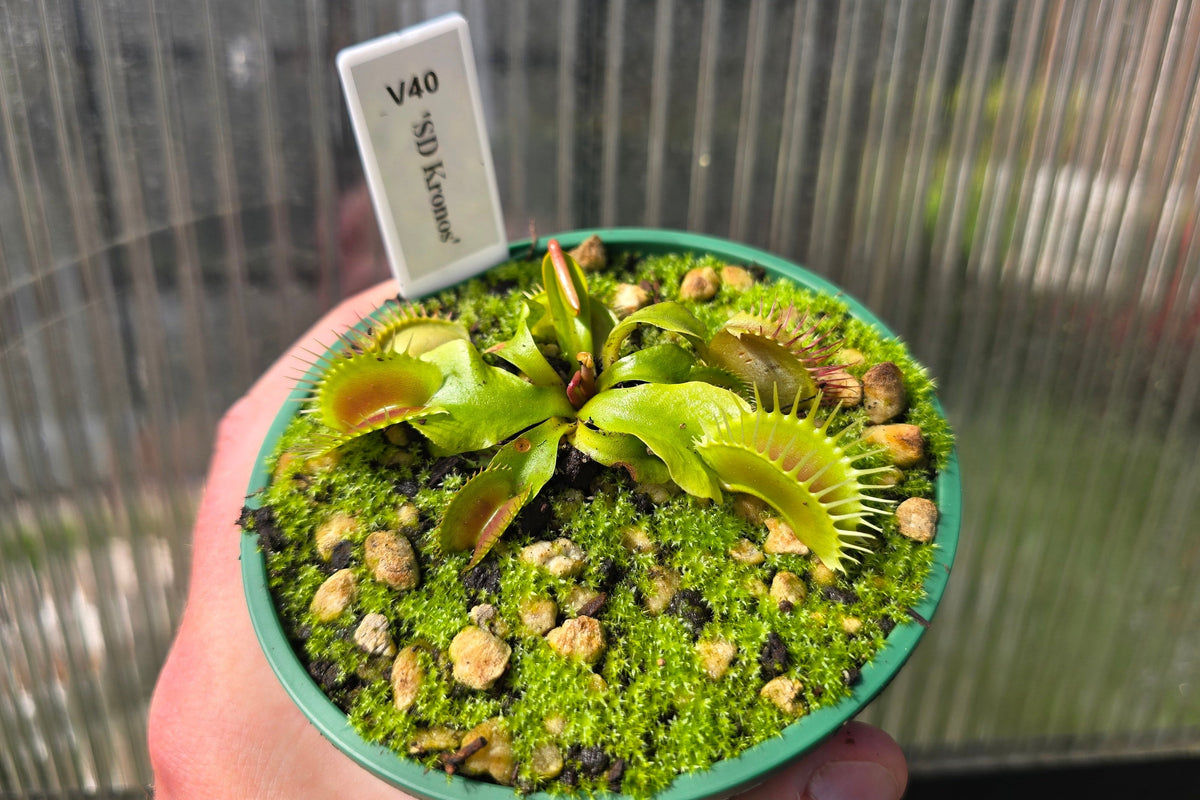 Dionaea muscipula 'SD Kronos' - Venus Fly Trap