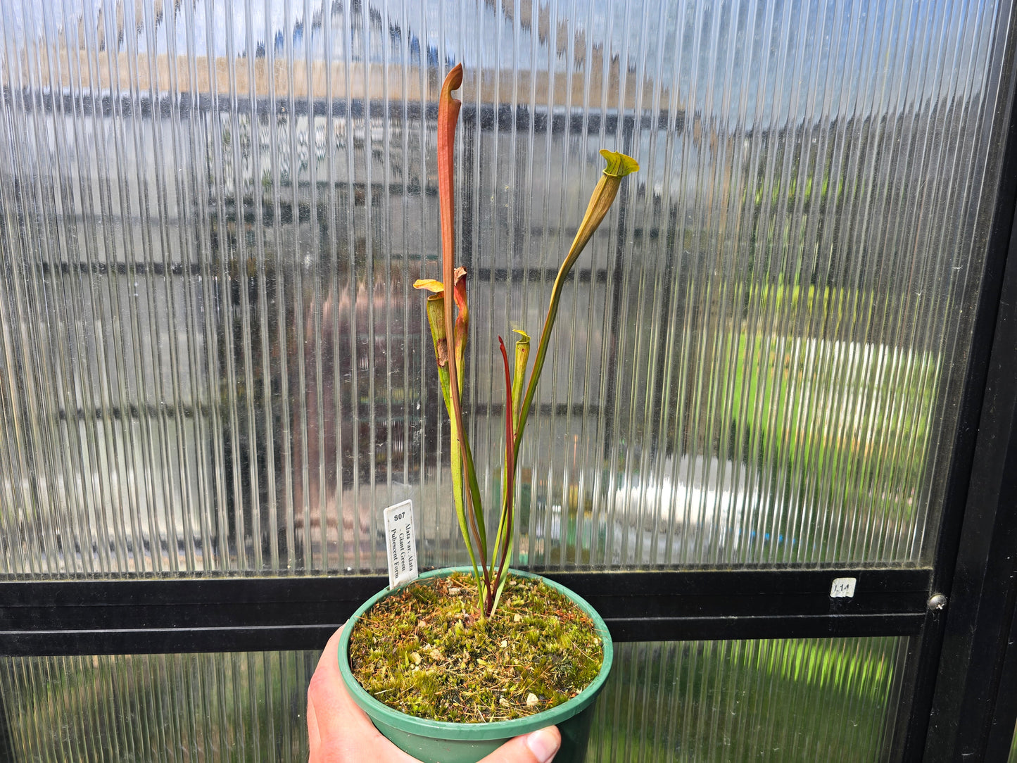 Sarracenia alata var. alata 'Giant Green Pubescent Form' (Loc Whites Crossing, Stone County, Mississippi, USA) - American Pitcher Plant