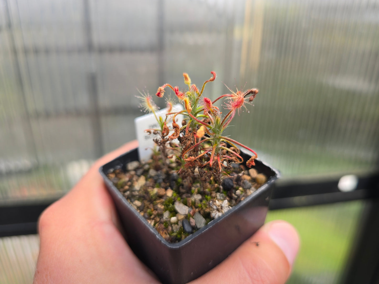 Drosera scorpioides - Pygmy - The Shaggy Sundew