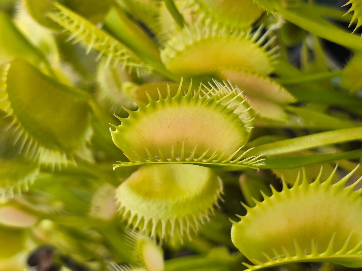 Dionaea muscipula 'Ghost' - Venus Fly Trap