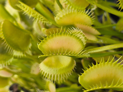 Dionaea muscipula 'Ghost' - Venus Fly Trap