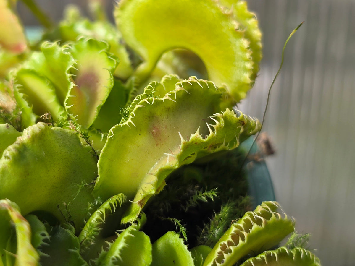 Dionaea muscipula 'Kim Jong Il' - Venus Fly Trap