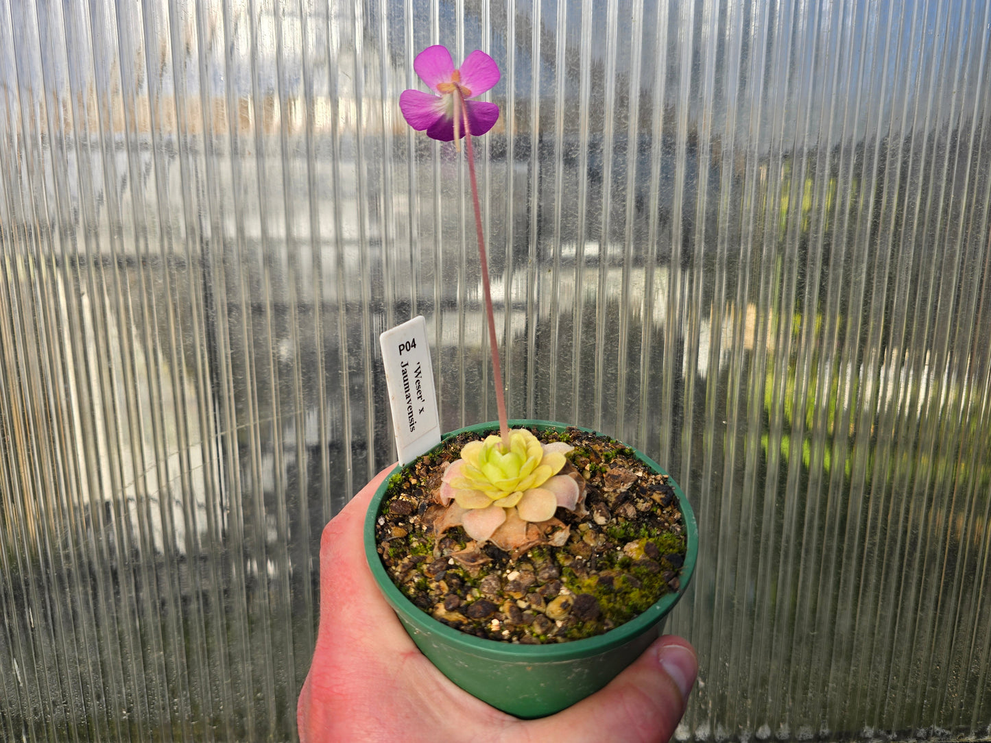 Pinguicula 'Weser' x jaumavensis -  Mexican Butterwort