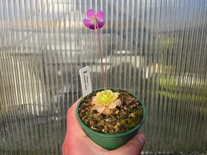 Pinguicula 'Weser' x jaumavensis -  Mexican Butterwort