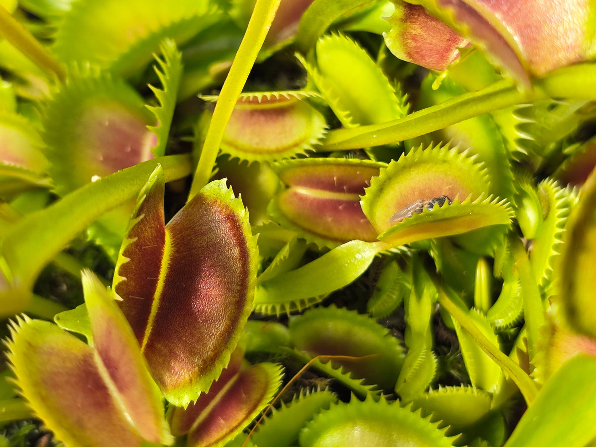 Dionaea muscipula 'Shark Mirror' - Venus Fly Trap