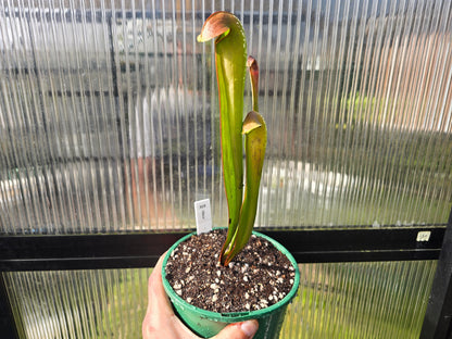 Sarracenia minor - Hooded Pitcher Plant