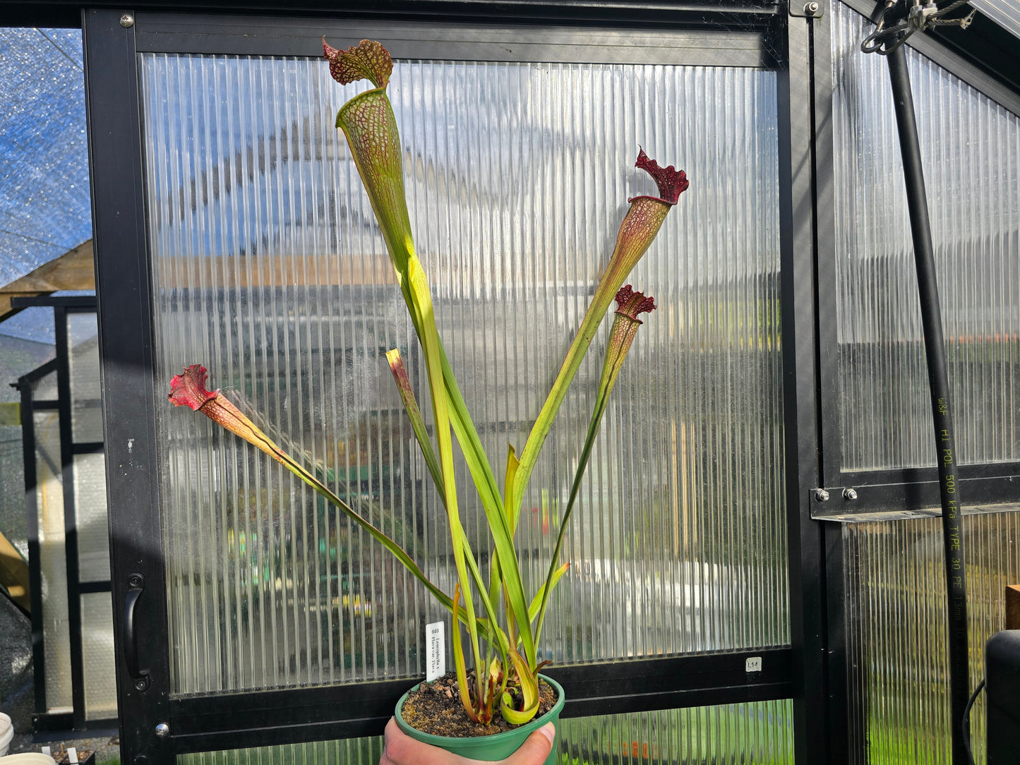 Sarracenia leucophylla x flava var. flava - American Pitcher Plant