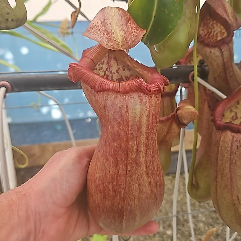 Nepenthes 'Malani' - Highland Tropical Pitcher Plant