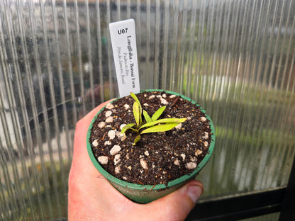 Utricularia longifolia 'Bonsai Form' (Pedro do Rio, Rio de Janeiro, Brazil) - Tropical Long-Leafed Bladderwort