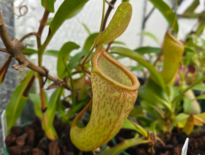 Nepenthes ventricosa x talangensis - Highland Tropical Pitcher Plant